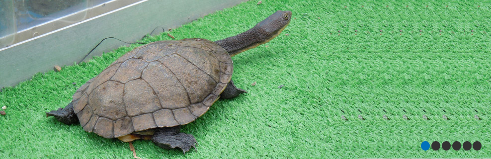 Tiny turtles take their leave from Freetown